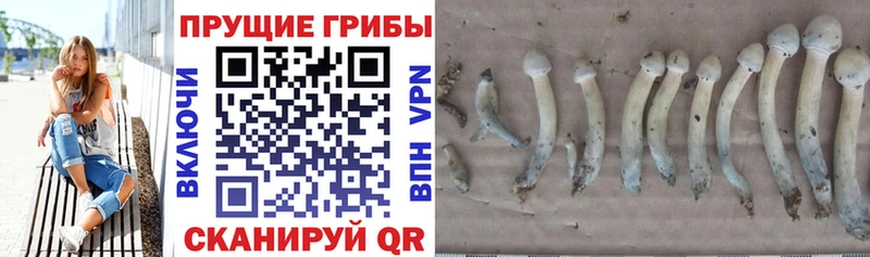 Псилоцибиновые грибы MAGIC MUSHROOMS  магазин продажи наркотиков  Краснокаменск 